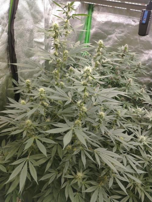 PMK (tester) - Dutch Passion. Week 17