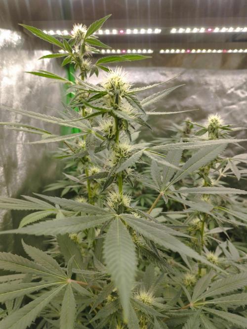 PMK (tester) - Dutch Passion. Week 17