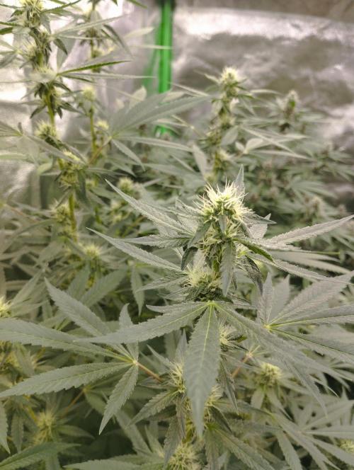 PMK (tester) - Dutch Passion. Week 17