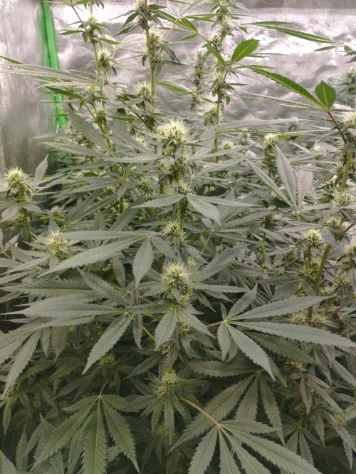 PMK (tester) - Dutch Passion. Week 17