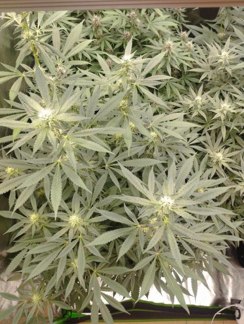 PMK (tester) - Dutch Passion. Week 17
