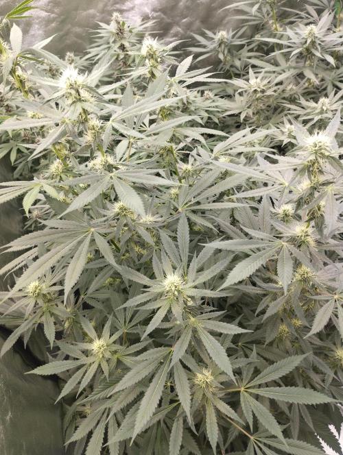 PMK (tester) - Dutch Passion. Week 17