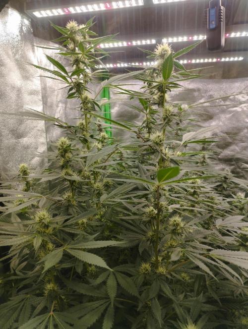 PMK (tester) - Dutch Passion. Week 17