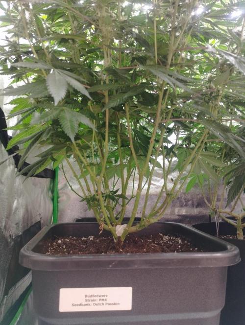 PMK (tester) - Dutch Passion. Week 17