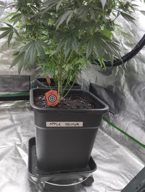 Apple Fritter - Kannabia. Week 14