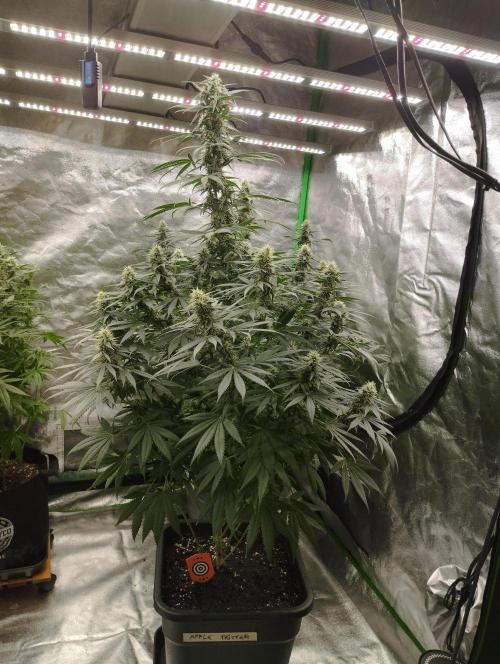 Apple Fritter - Kannabia. Week 14