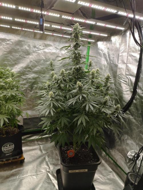Apple Fritter - Kannabia. Week 14