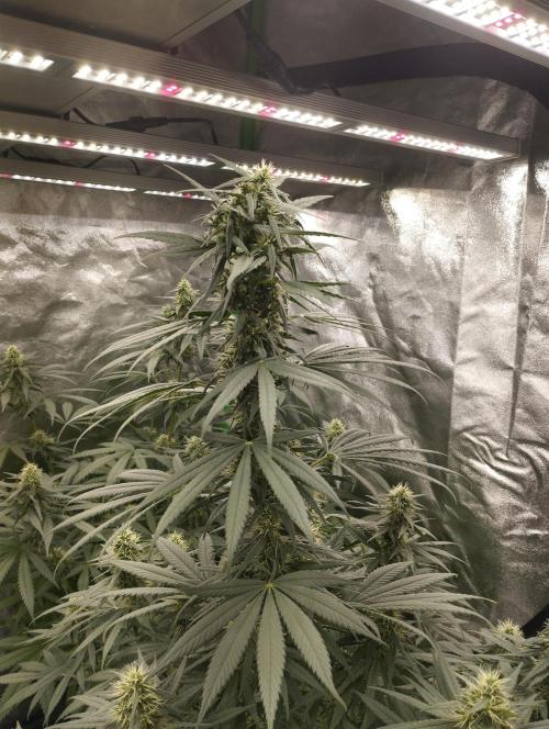 Apple Fritter - Kannabia. Week 14