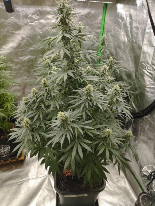 Apple Fritter - Kannabia. Week 14