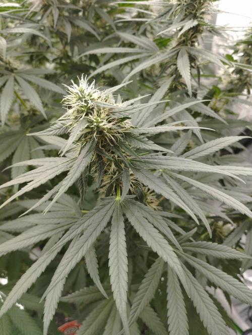 Apple Fritter - Kannabia. Week 14