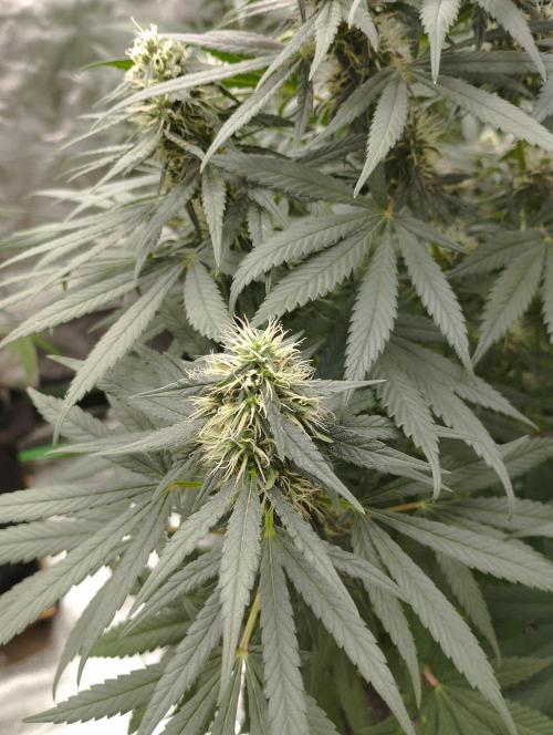 Apple Fritter - Kannabia. Week 14