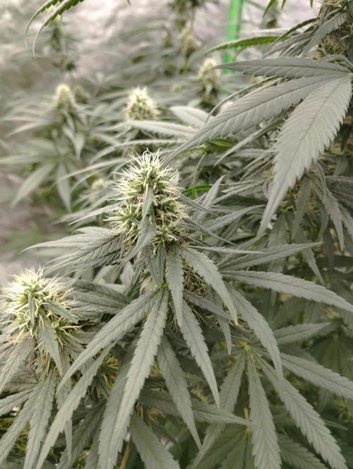Apple Fritter - Kannabia. Week 14