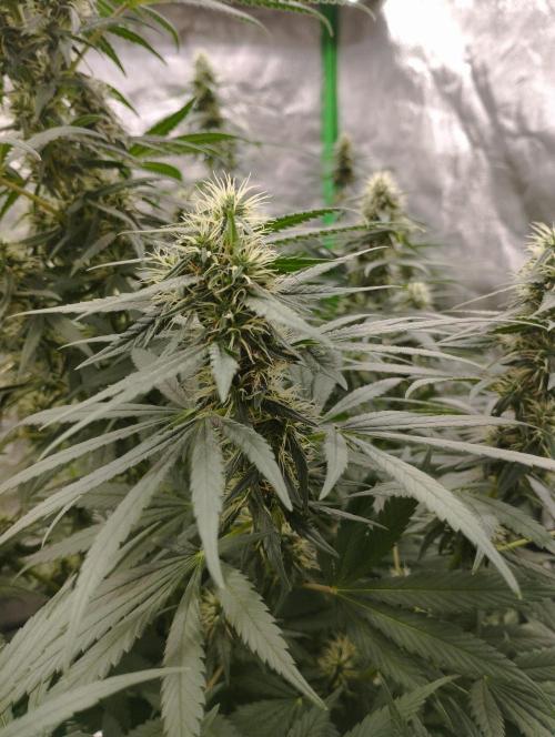Apple Fritter - Kannabia. Week 14