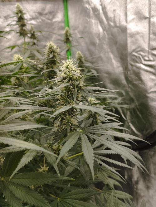 Apple Fritter - Kannabia. Week 14