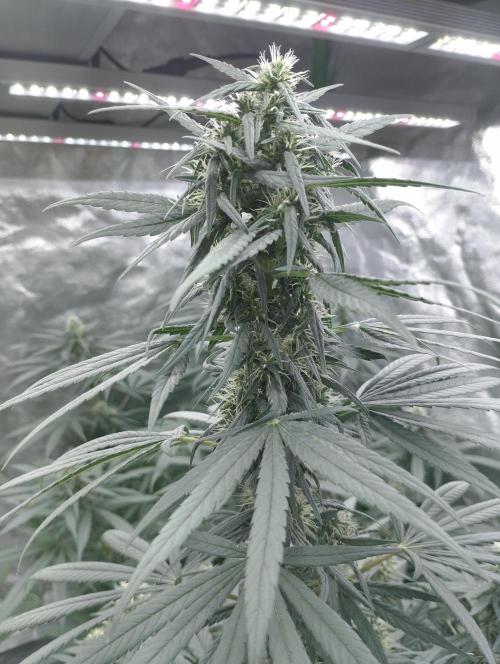 Apple Fritter - Kannabia. Week 14