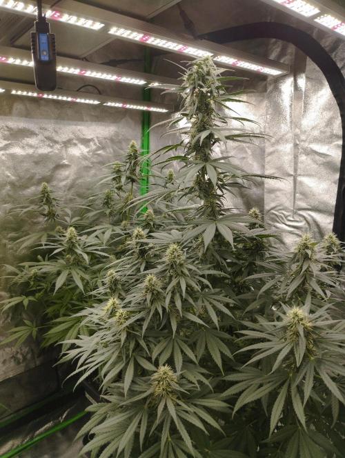 Apple Fritter - Kannabia. Week 14