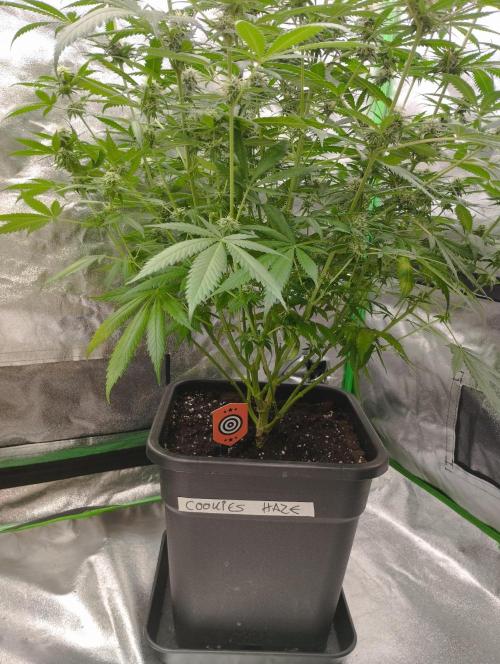 Cookies Haze - Kannabia. Week 14