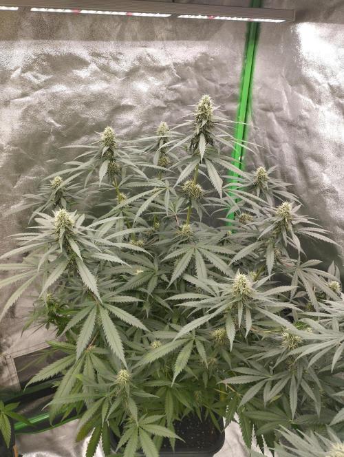 Cookies Haze - Kannabia. Week 14