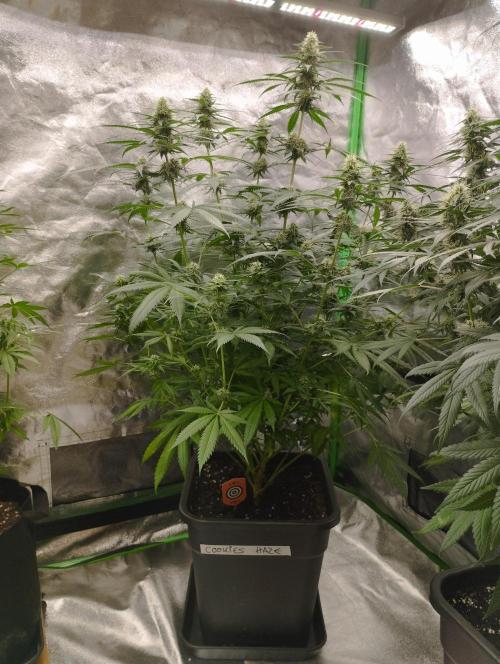 Cookies Haze - Kannabia. Week 14
