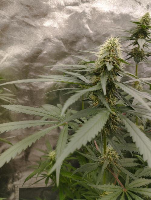 Cookies Haze - Kannabia. Week 14