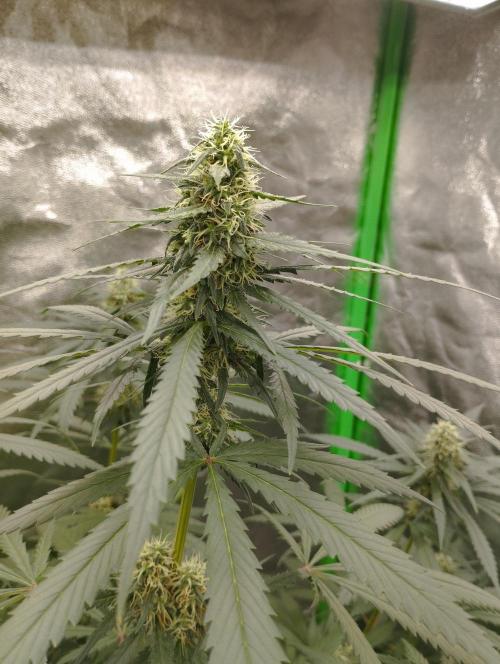 Cookies Haze - Kannabia. Week 14