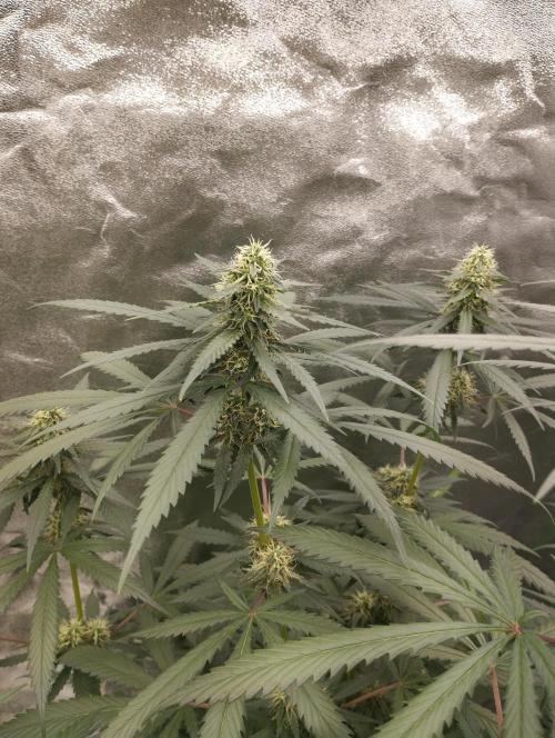 Cookies Haze - Kannabia. Week 14