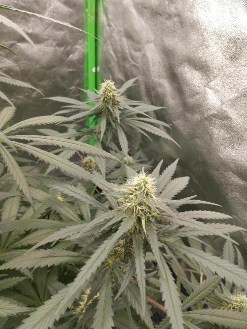 Cookies Haze - Kannabia. Week 14