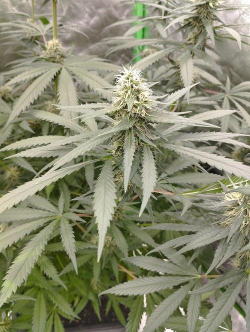 Cookies Haze - Kannabia. Week 14