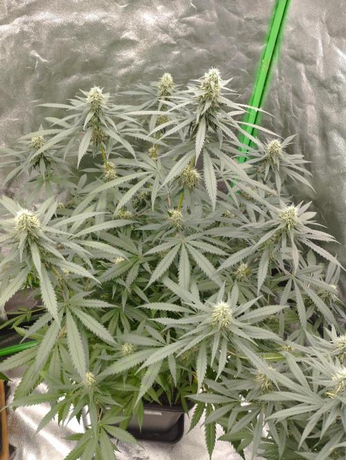 Cookies Haze - Kannabia. Week 14