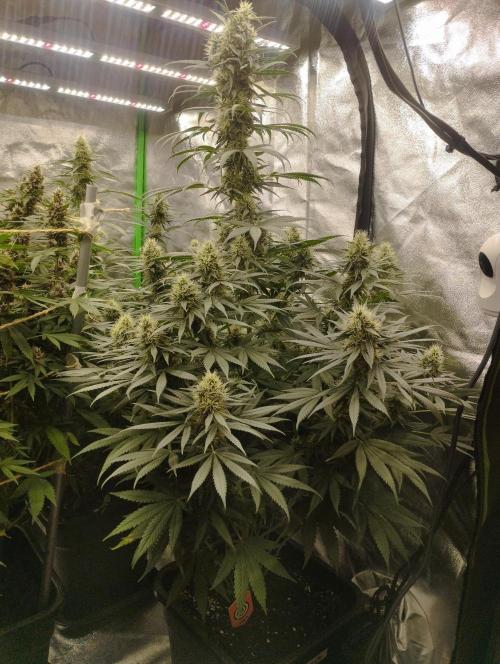 Apple Fritter - Kannabia. Week 15