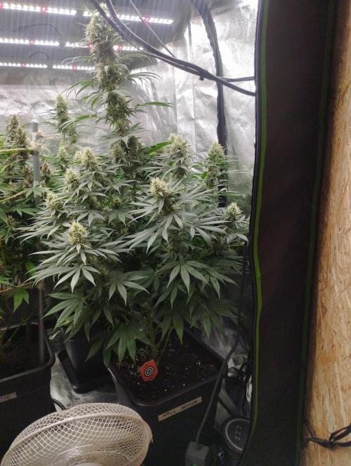 Apple Fritter - Kannabia. Week 15