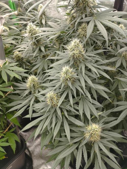 Apple Fritter - Kannabia. Week 15