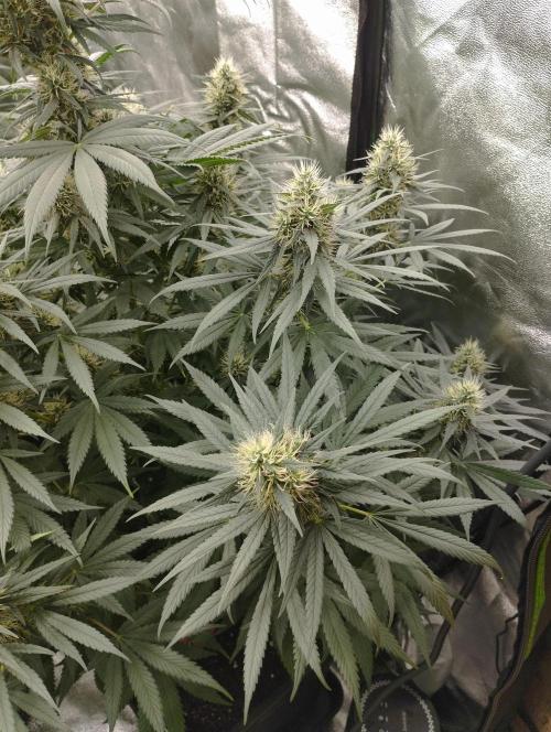 Apple Fritter - Kannabia. Week 15