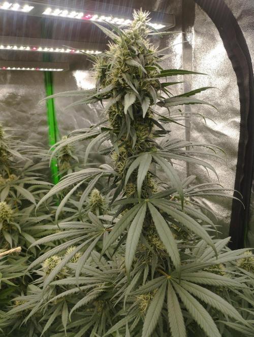 Apple Fritter - Kannabia. Week 15