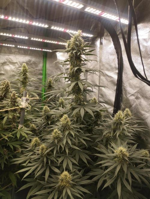 Apple Fritter - Kannabia. Week 15