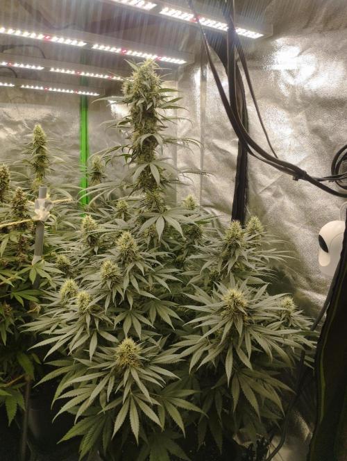 Apple Fritter - Kannabia. Week 15