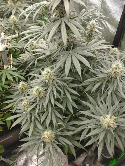 Apple Fritter - Kannabia. Week 15