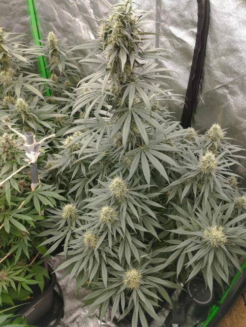 Apple Fritter - Kannabia. Week 15