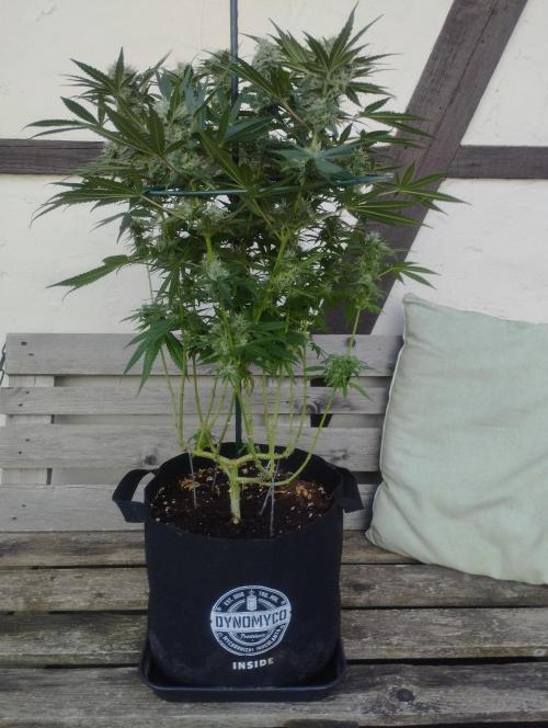 FBP - Dutch Passion. Week 16