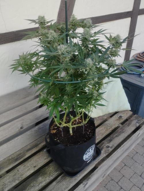 FBP - Dutch Passion. Week 16
