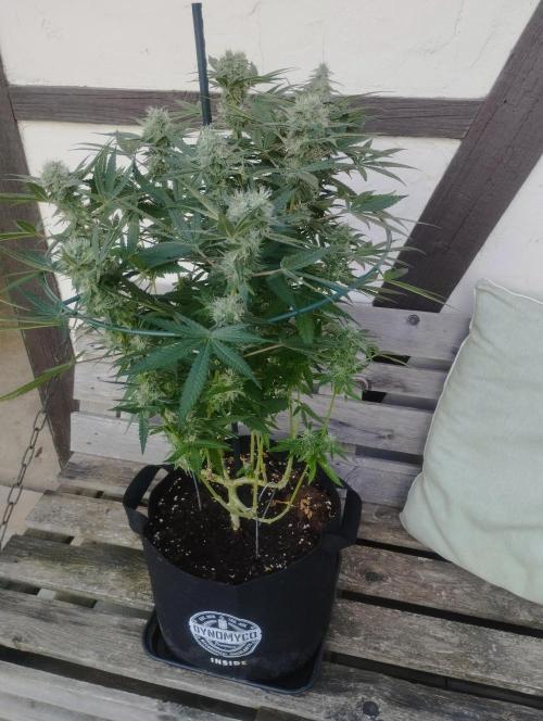 FBP - Dutch Passion. Week 16
