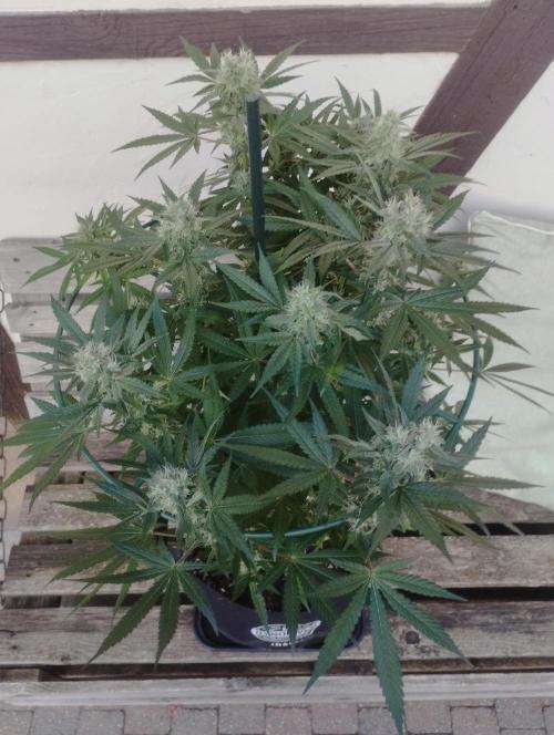 FBP - Dutch Passion. Week 16