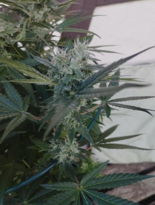 FBP - Dutch Passion. Week 16