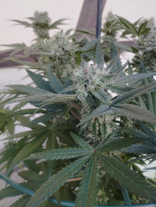 FBP - Dutch Passion. Week 16