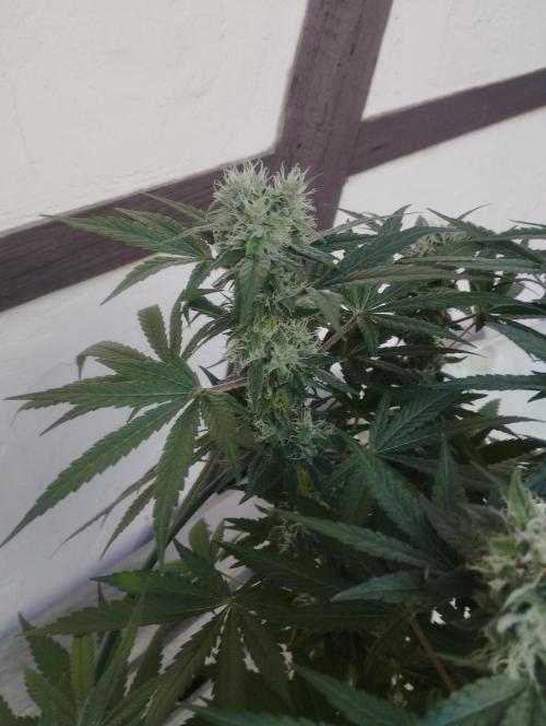 FBP - Dutch Passion. Week 16