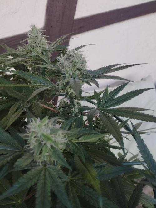 FBP - Dutch Passion. Week 16