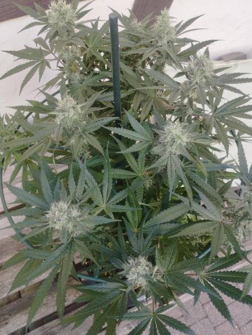 FBP - Dutch Passion. Week 16