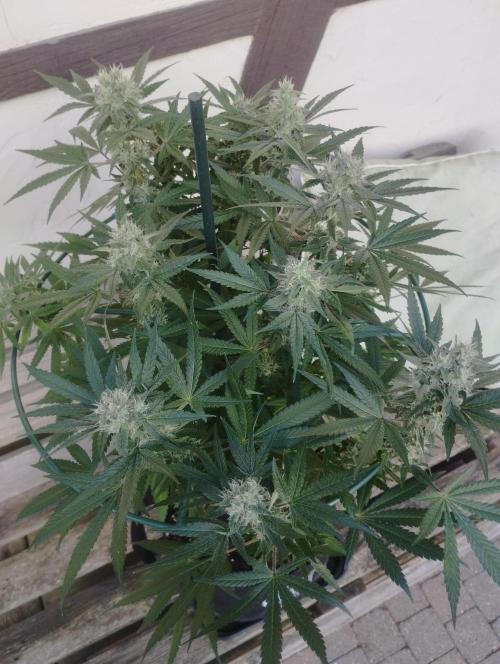 FBP - Dutch Passion. Week 16
