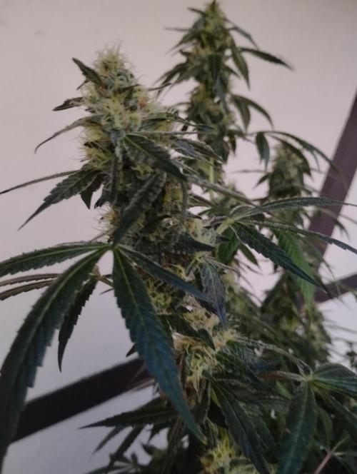 PMK (tester) - Dutch Passion. Week 19