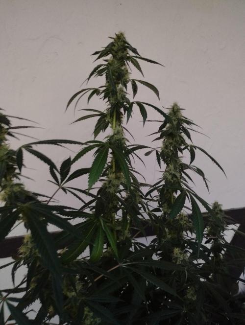 PMK (tester) - Dutch Passion. Week 19